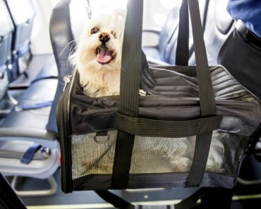 Flying With Pets | Pet Air Travel Tips