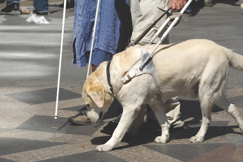 How to Raise a Guide Dog