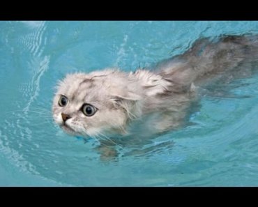 Funny Cats in Water Video Compilation [NEW HD]