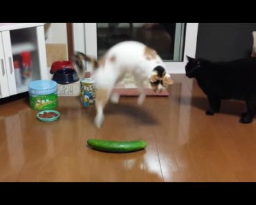 Funny Cats Scared of Random Things and Cucumbers Compilation!