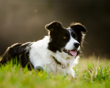 Is a herding dog right for you?