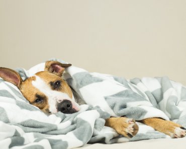 Is Benadryl Safe for Dogs? What to Know About Benadryl for Dogs