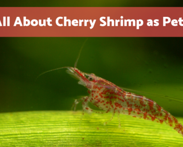 Keeping Freshwater Cherry Red Shrimp as Pets