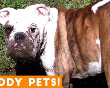 Funniest Pets Playing in Mud Compilation | Funny Pet Videos