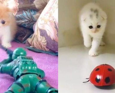 Cat Reaction to Playing Toy – Funny Cat Toy Reaction Compilation