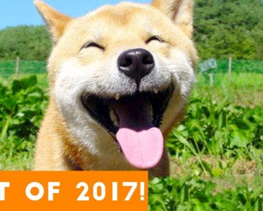 BEST ANIMALS OF 2017 | Funny Pet Videos
