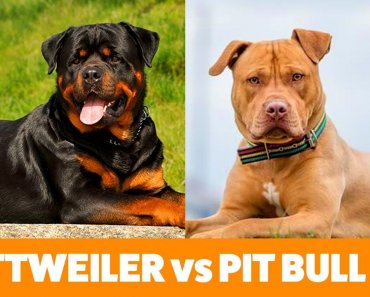 Rottweiler vs Pit Bull Terrier – Dogs 101 | Funny Pet Videos