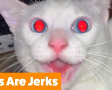 Cats Are Jerks | Funny Pet Videos