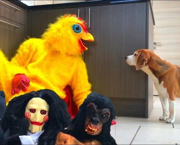 Funny Dogs Get Pranked with Scary and Funny Halloween Costumes!