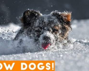 Funniest Snow Dog Video Compilation December 2018 | Funny Pet Videos