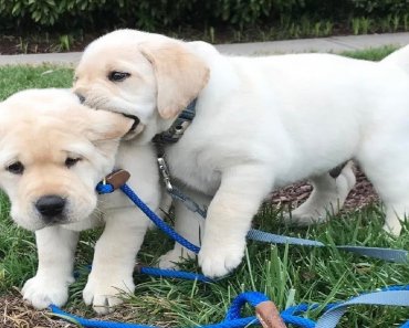 Funniest & Cutest Labrador Puppies #2 – Funny Puppy Videos 2020