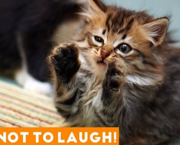 Try Not To Laugh Funniest Animal Compilation 2018 | Funny Pet Videos