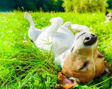 Funny Dogs Sunbathing – Hold Your Laugh If You Can!