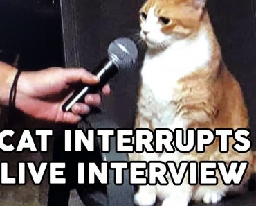 Funny Cat Interrupts Interviews