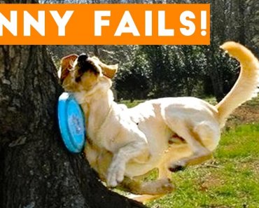 TRY NOT to LAUGH Animals FUNNY PET FAILS Compilation  2018 | Epic Pet Videos & Moments
