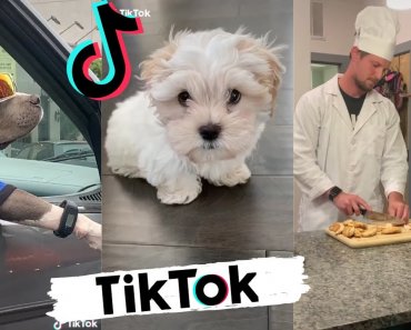 TikToks that make you go AAWWW ~ Funny Dogs of Tik Tok ~ Try Not to Laugh