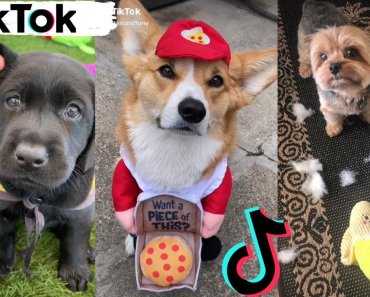 TikToks That Make You Go AAWWW ~ Funny Dogs of TIK TOK ~ Try Not to Laugh