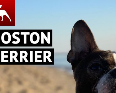 BEST Boston Terrier Dogs Compilation  (Funny Dogs & Cute Puppies You MUST SEE)