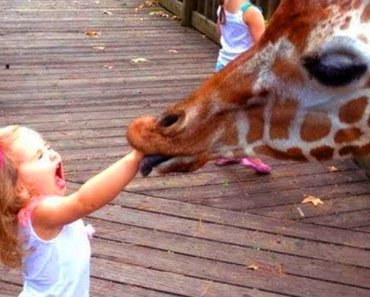 Funny Baby and Animals at the Zoo – Life Funny Pets Video – Pet 2020