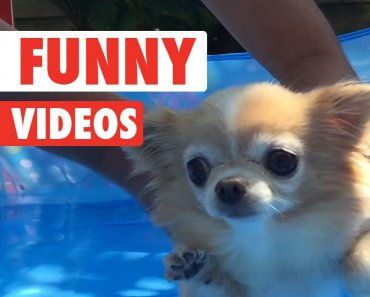 12 Funny Pet Videos Compilation 2016