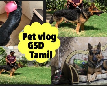 Pet care tips in Tamil | German shepherd informations | pet tamil vlog | #mahabepositive