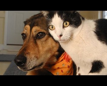 Funny Cats and Dogs Compilation