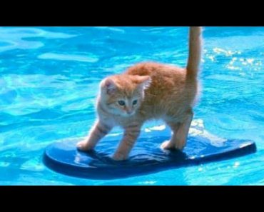 1% CHANCE that these animals WON’T MAKE YOU LAUGH! – Funny ANIMALS IN POOLS videos