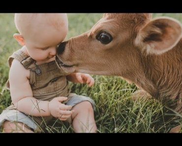 Babies and baby Cow become friends   Funny Babies and Pets Compilation