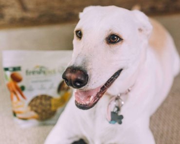 The Best Freshpet Recipes For Larger Breeds