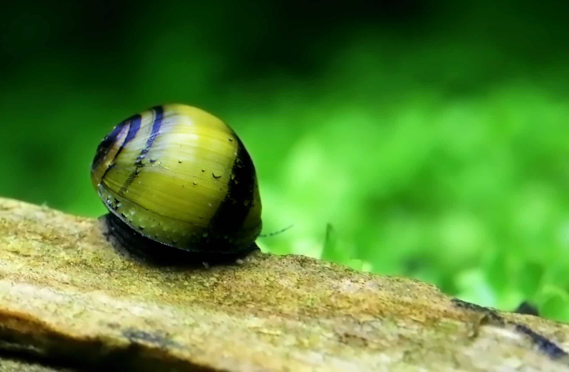 bumblebee snail in aquarium
