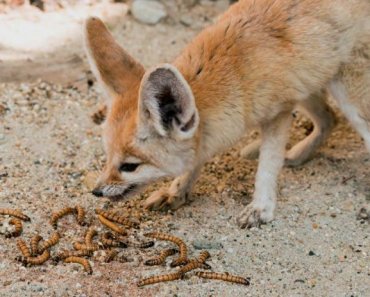 What does a fennec fox eat? Can they eat can and dog food?