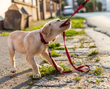 Why Your Dog Needs to be on a Leash in Public Places