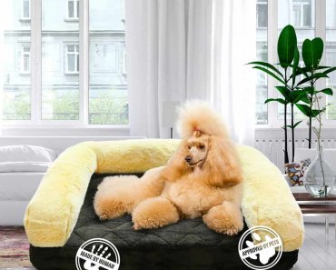 Win a Luxe Pet Products Memory Foam Orthopedic Dog Bed + Sofa Cover!