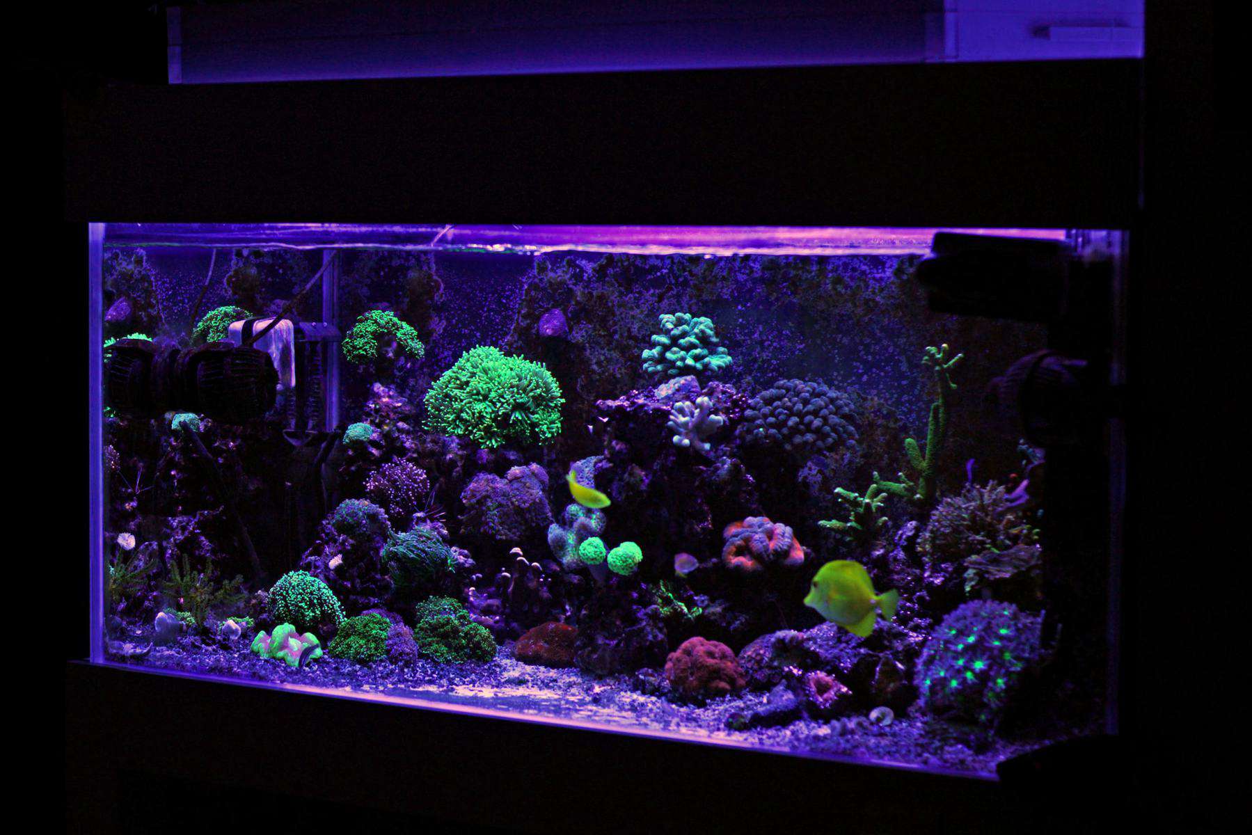 40 gallon breeder tank with saltwater coral reefs