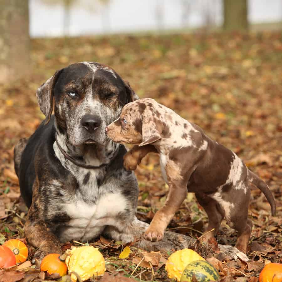 dog and puppy autumn
