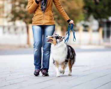 5 Strategies to Boost Your Dog’s Fitness & Muscle Health this Fall