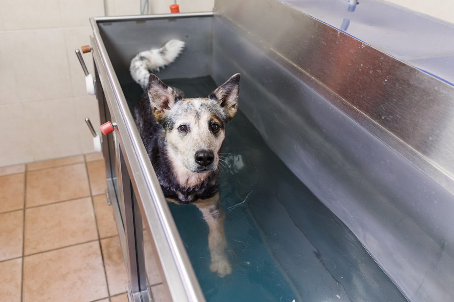 dog in hydrotherapy tub