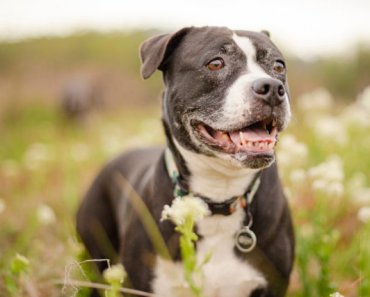 8 steps to keeping your senior dog young
