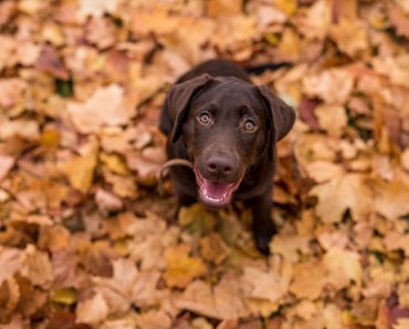 Can I Let My Dog Jump In the Leaves?
