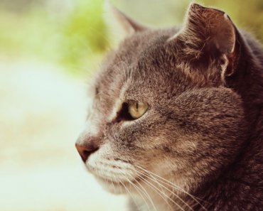 Caring for the arthritic cat