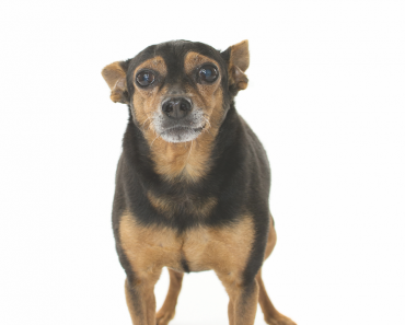 CBD Can Ease Dogs’ Arthritis Pain