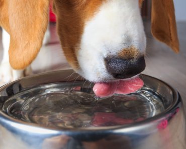 How to get your dog to drink more water