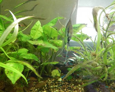 How To Prevent Your Tank From Getting Black Beard Algae