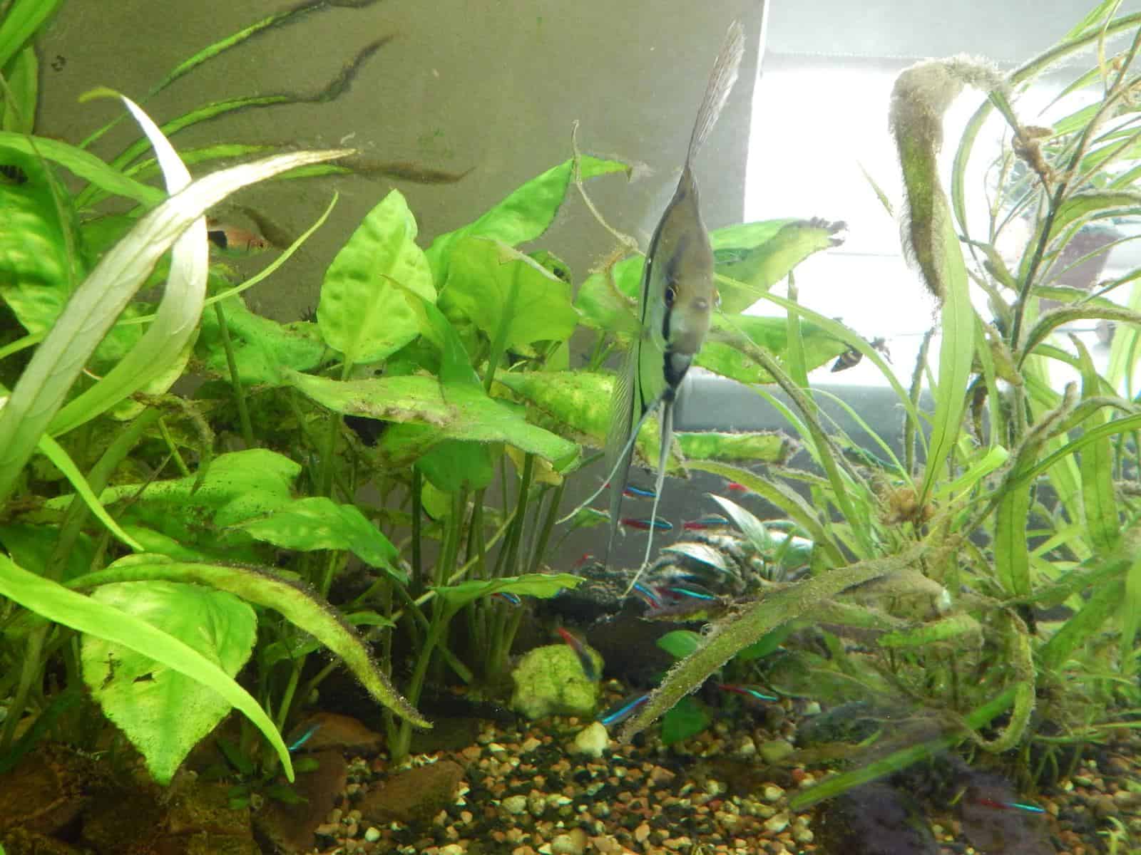 aquarium plants with black beard algae