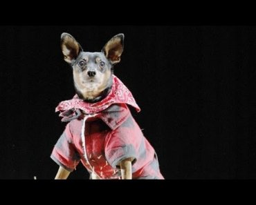 Halloween Safety Tips for Dogs | Teacher’s Pet With Victoria Stilwell