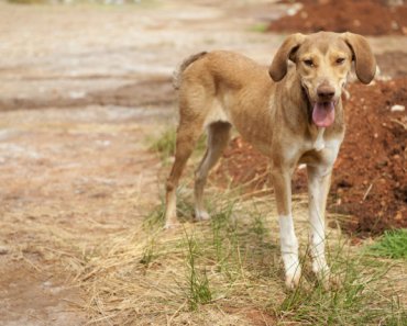 Is your rescue dog too thin?
