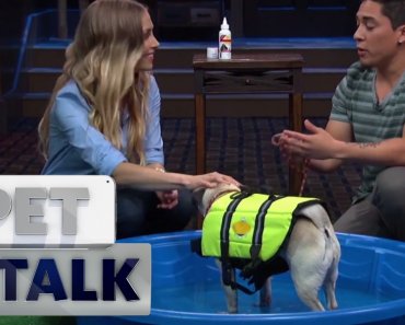 Doggie Swimming Tips | Pet Talk