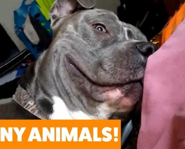 Adorable Pets You’ll Just Fall In Love With! Funny Pet Videos 2019