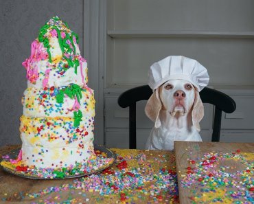 Cake Decorating 101 with Funny Dog Maymo: Yummy Cake Recipe by Dog Chef