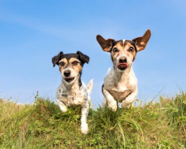 Prioritizing muscle health in senior dogs